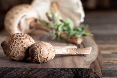 Macrolepiota procera is a very tasty edible mushroom