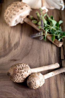 Macrolepiota procera is a very tasty edible mushroom