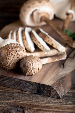 Macrolepiota procera is a very tasty edible mushroom