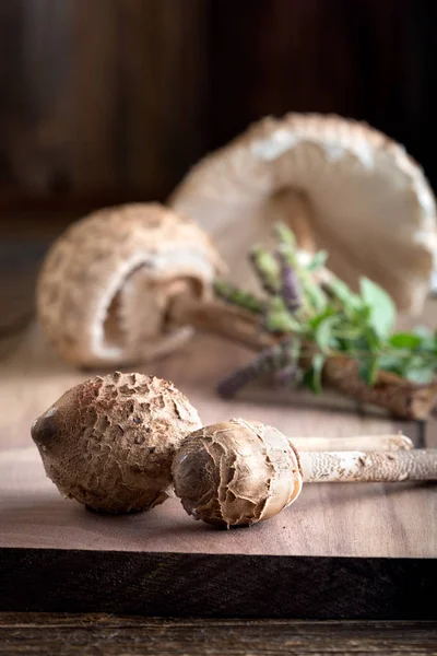 A makrolepiota procera nagyon ízletes ehető gomba. — Stock Fotó