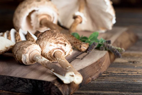 Procera Macrolepiota é um cogumelo comestível muito saboroso — Fotografia de Stock