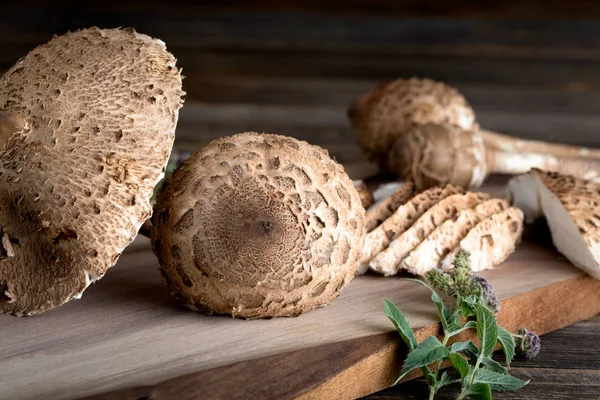 Macrolepiota procera is a very tasty edible mushroom — Stok fotoğraf