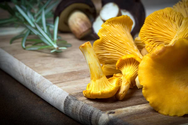 Rosemary with cantharellus. Yellow chanterelle and boletus — Stok fotoğraf