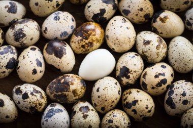 organik bıldırcın yumurtaları