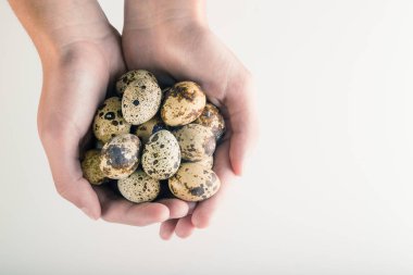 organik bıldırcın yumurtası