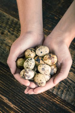 Bıldırcın yumurtası.