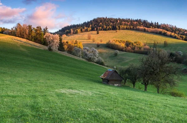 Bergwiese — Stockfoto