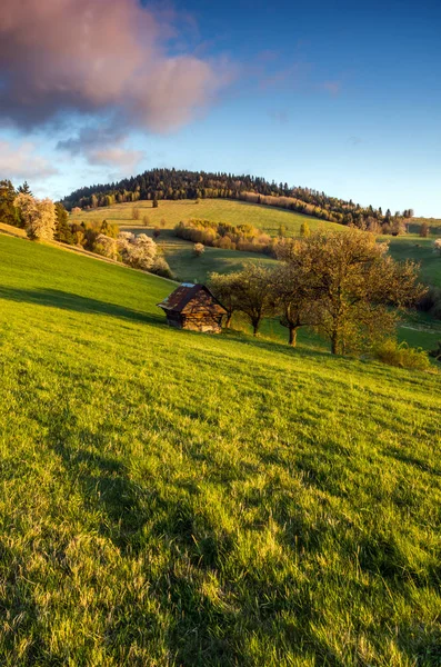 Bjergeng - Stock-foto