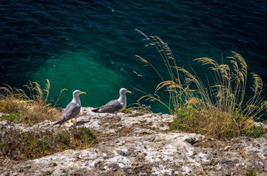 Kayalık sahilde iki martı
