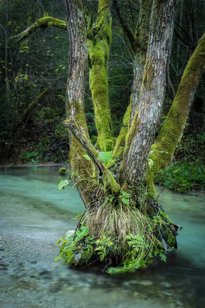 Vecchio albero in un ruscello di montagna — Foto Stock