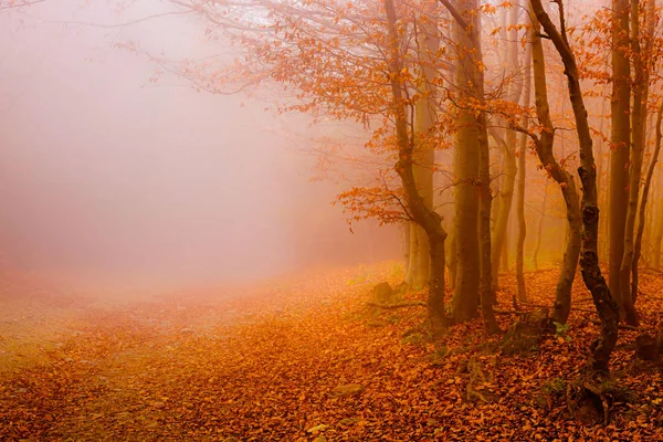 Straße durch den Herbstwald — Stockfoto