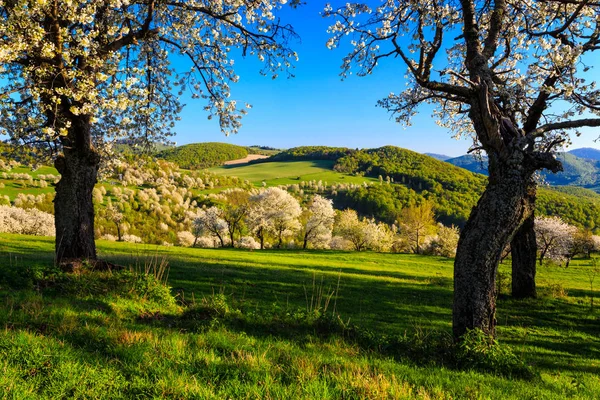 Reggeli cseresznyéskert egy kis faluban Szlovákiában — Stock Fotó