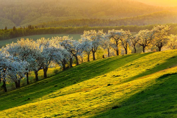 Reggeli cseresznyéskert egy kis faluban Szlovákiában — Stock Fotó