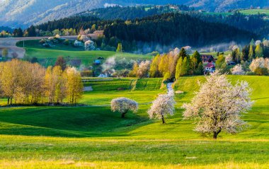 Dağ arazisi ve çayır manzarası