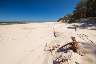 Çam ağaçlı sahil