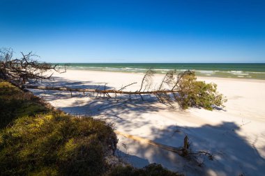 Çam ağaçlı sahil