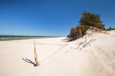 Çam ağaçlı sahil