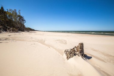 Çam ağaçlı sahil