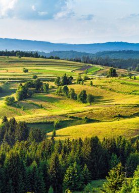 Dağ çayırları ve otlaklar