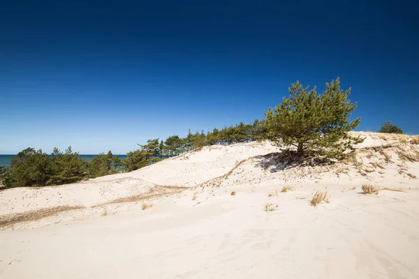 Пісок дюни Леба — стокове фото