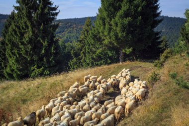 koyun sürüsü Dağı mera üzerinde