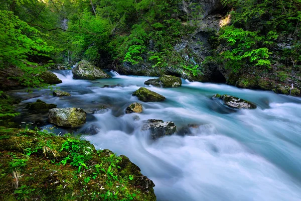 Soteska Vintgar in the river Radovna — Stock Photo, Image