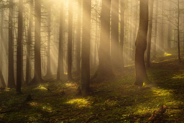 Солнечные лучи в лесу . — стоковое фото