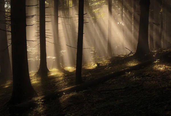 Солнечные лучи в лесу . — стоковое фото