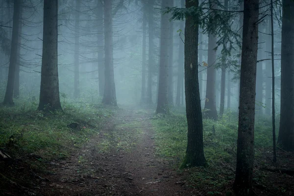 Утренний туман в лесу где-то в Европе — стоковое фото