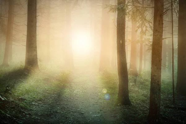 Утреннее солнце в туманном лесу где-то в Европе — стоковое фото