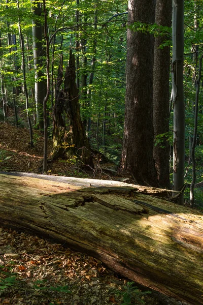 Vieil arbre cassé — Photo