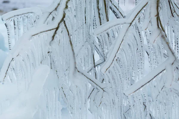 Větve zamrzlé v zimě. — Stock fotografie