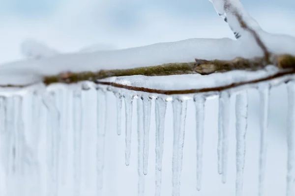 Ramos congelados no inverno . — Fotografia de Stock