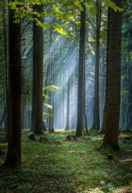 Avrupa 'da bir yerlerde sabah sisi