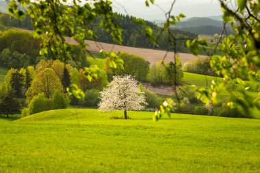 Çiçek açan kirazlarla dolu bahar çayırı