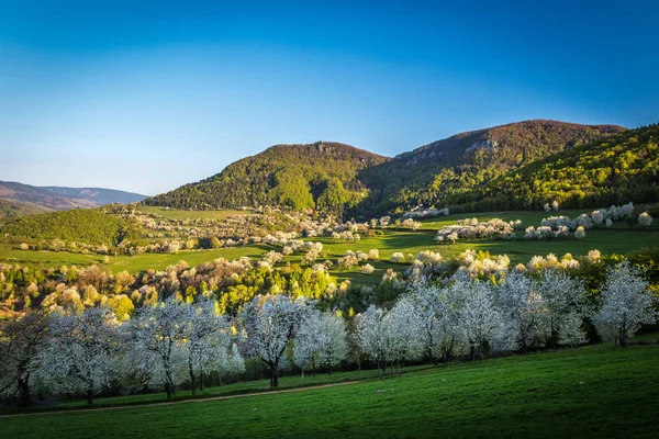 Morgon körsbär fruktträdgård i en liten by i Slovakien — Stockfoto