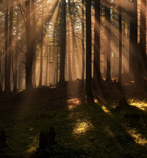 Прекрасные Утренние Лучи Солнца Зеленых Лесах — стоковое фото