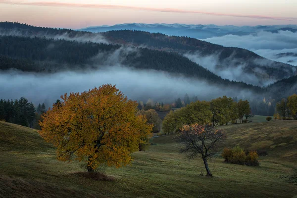 Kilátás a hegyi mező és rét Európa szívében — Stock Fotó