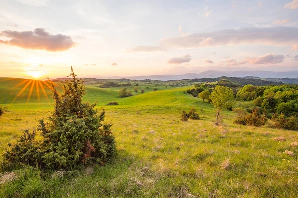 Lente groene weide — Stockfoto