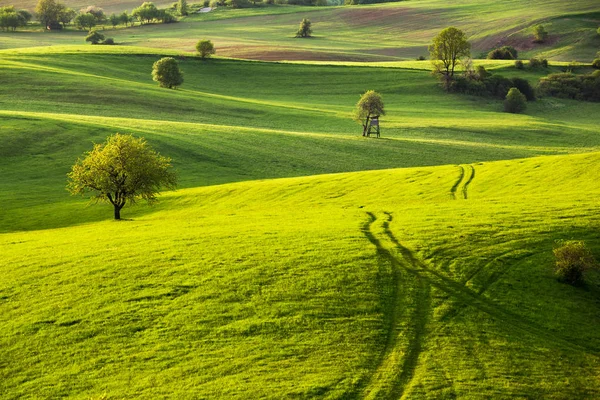 Frühlingsgrüne Wiese — Stockfoto