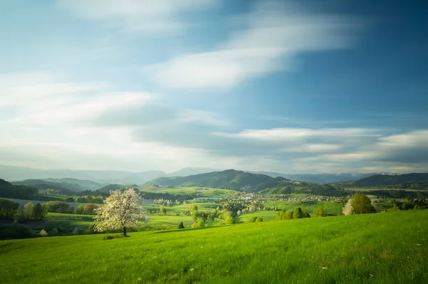 Prairie de printemps avec des cerises en fleurs — Photo