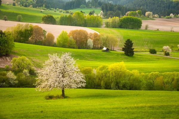 Prairie de printemps avec des cerises en fleurs — Photo