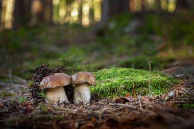 Yenilebilir mantar boletus edulis