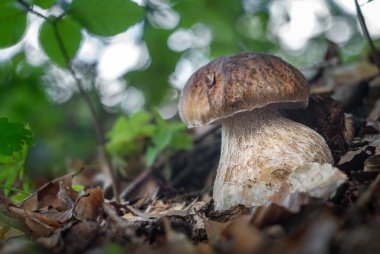 Yenilebilir mantar boletus edulis