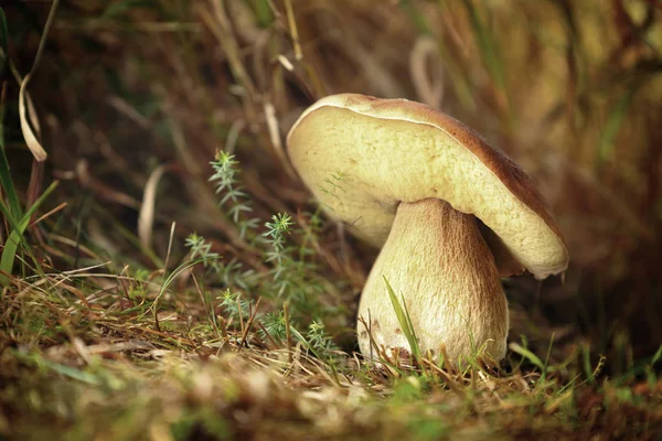 Edible mushroom boletus edulis — стоковое фото