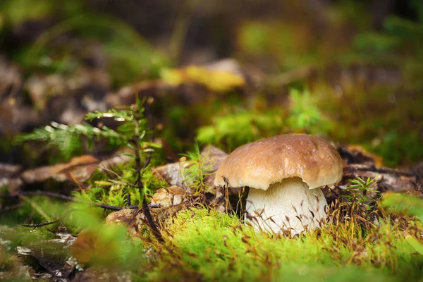 Boleto de cogumelos comestíveis edulis — Fotografia de Stock