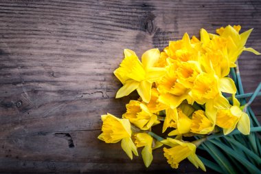 Çiçekli sarı nergisler.