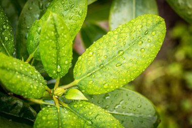 Su damlaları yeşil yapraklara düşer