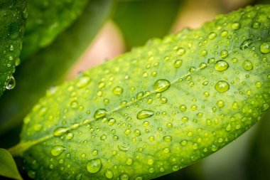 Su damlaları yeşil yapraklara düşer