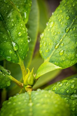 Su damlaları yeşil yapraklara düşer